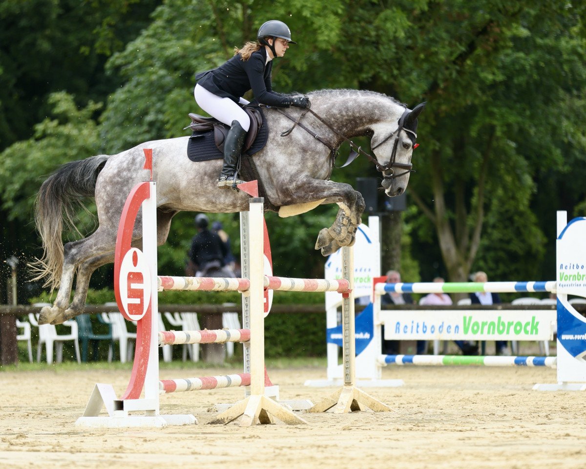 jumper Magnum Opus Blue (KWPN (Royal Dutch Sporthorse), 2017, from Chacoon Blue)