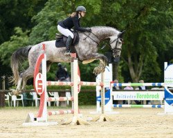 Springpferd Magnum Opus Blue (KWPN (Niederländisches Warmblut), 2017, von Chacoon Blue)