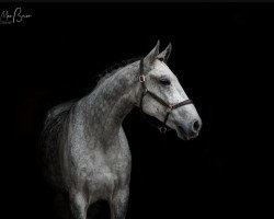 jumper Sir Louie 3 (Oldenburg show jumper, 2014, from Shamrock)