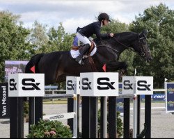 jumper Nisse (Swedish Warmblood, 2017, from Nintender)