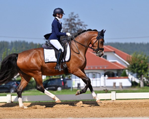 Dressurpferd Schöne Evita (Deutsches Sportpferd, 2020, von Escolar)