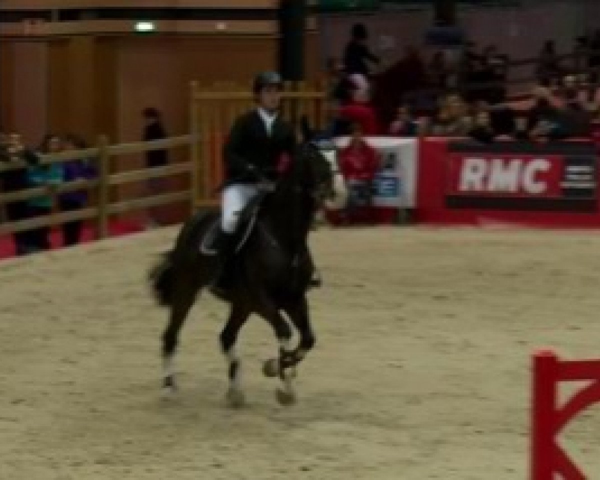 horse Merou Brecourt (Selle Français, 2000, from Vondeen)