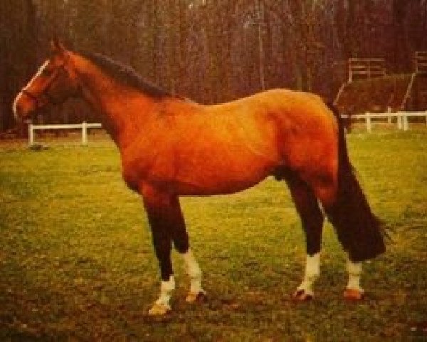 stallion Io A (Selle Français, 1974, from Almé)
