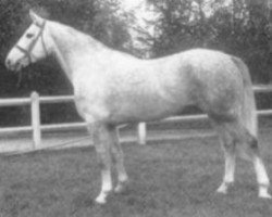 stallion Direct Rule xx (Thoroughbred, 1970, from Ballymoss xx)