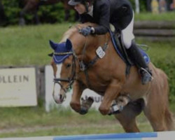 jumper Da Cota 2 (German Riding Pony, 2000, from Da Capo)