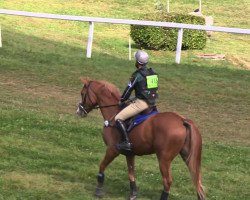 horse Akeo du Jardin (Selle Français, 2010, from Dollar du Murier)