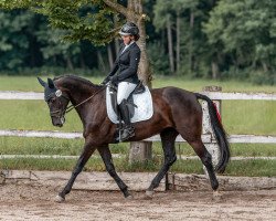 dressage horse Skydance 3 (Oldenburg, 2011, from San Amour I)