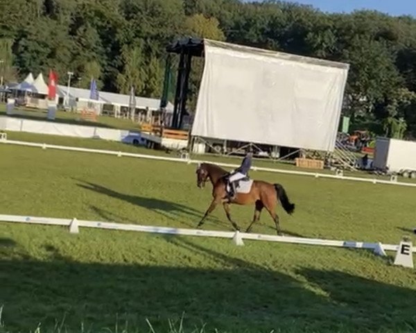 dressage horse Lino 78 (German Sport Horse, 2014, from Limoncello I)