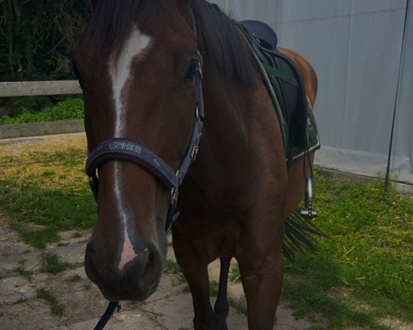 dressage horse Zoraya (Westphalian, 2019, from Zoom)