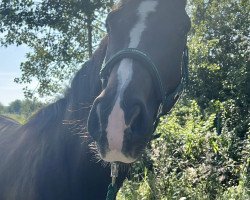 dressage horse Zcarlett (Westphalian, 2020, from Zoom)