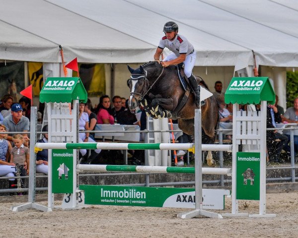 jumper Quite Caissie CH (Swiss Warmblood, 2014, from Quite Easy I)