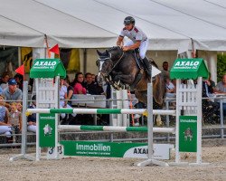 Springpferd Quite Caissie CH (Schweizer Warmblut, 2014, von Quite Easy I)