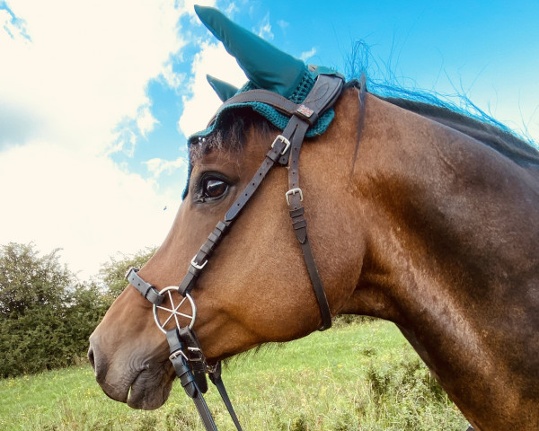 dressage horse Le Royal 2 (German Sport Horse, 2009, from Lewinski)