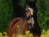 dressage horse Credo (Welsh-Cob (Sek. D), 2004, from Xequoia's Croeso Cymreig)