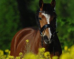 Dressurpferd Credo (Welsh-Cob (Sek. D), 2004, von Xequoia's Croeso Cymreig)