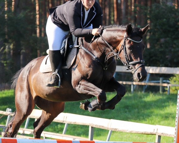 jumper Evangeline 3 (KWPN (Royal Dutch Sporthorse), 2009)