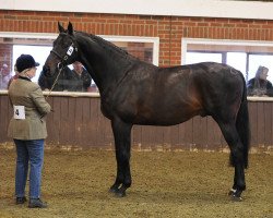 stallion Aveia xx (Thoroughbred, 2006, from Roviris xx)