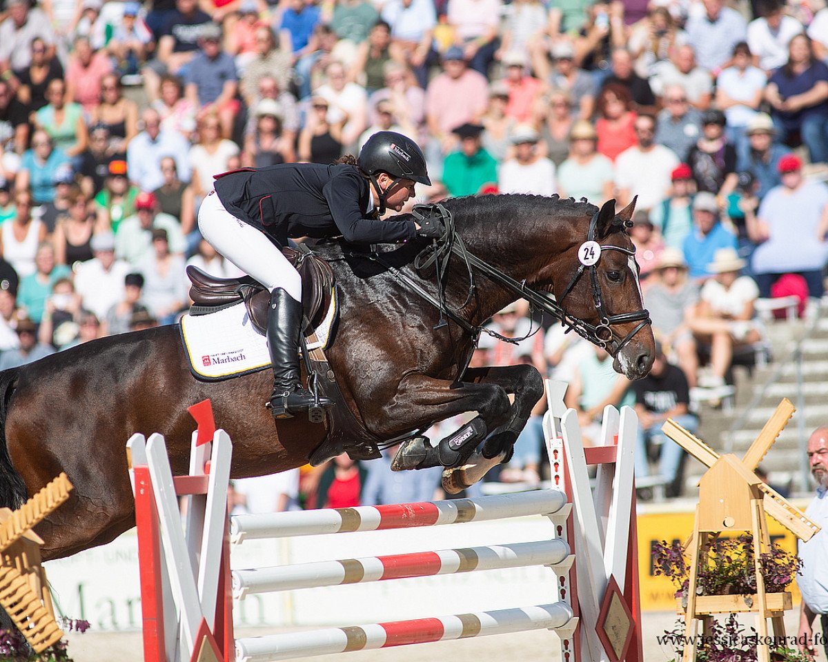 stallion Limoncino (Holsteiner, 2015, from Livello)