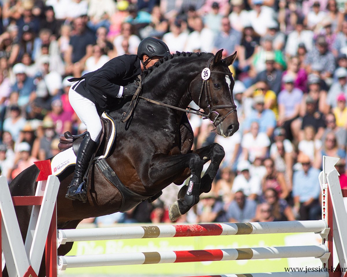 stallion Uno I (Holsteiner, 2015, from Uriko)