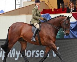 Pferd Isle Bright (Pinto/Hunter, 2012, von Aveia xx)