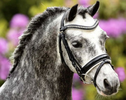 dressage horse Marell Thunder (Welsh mountain pony (SEK.A), 2017)