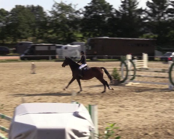 Reitturnier Heiligenwald 2023
