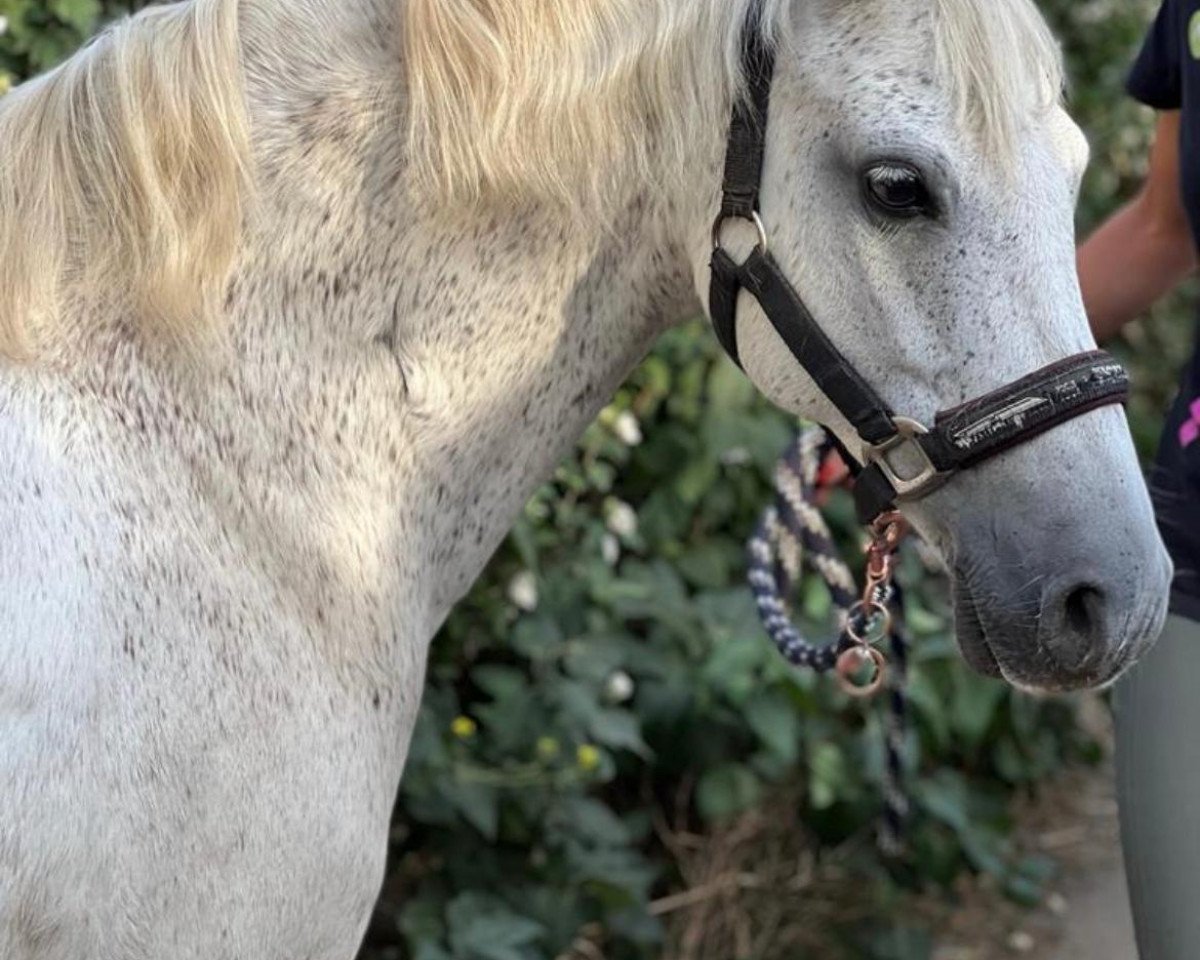 dressage horse Nabukko (German Riding Pony, 2010, from Nino)
