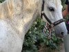 Pferd Nabukko (Deutsches Reitpony, 2010, von Nino)