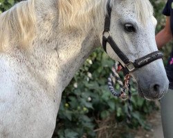 Pferd Nabukko (Deutsches Reitpony, 2010, von Nino)