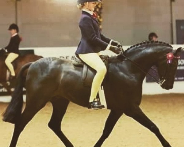 Pferd Rhos Emperor (British Riding Pony, 2006, von Derwent Rainbow Bandit)