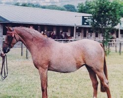 Zuchtstute Rhos Eloquence (British Riding Pony, 1990, von Walstead Composer)