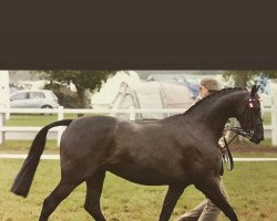 horse Rhos Exotic (British Riding Pony, 2010, from Derwent Rainbow Bandit)