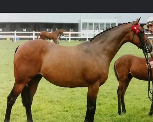 Pferd Rhos Exception (British Riding Pony, 2008, von Derwent Rainbow Bandit)