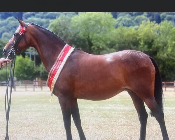 Pferd Rhos Extravagance (British Riding Pony, 2007, von Derwent Rainbow Bandit)