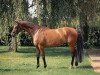 dressage horse Belissima 62 (Hanoverian, 2015, from Belissimo NRW)