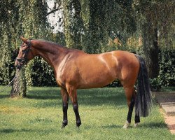 dressage horse Belissima 62 (Hanoverian, 2015, from Belissimo NRW)