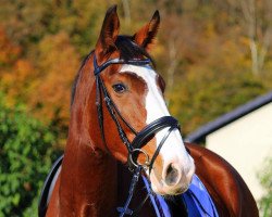 dressage horse Rilke's Colourful Boy (Rhinelander, 2010, from Rilke)