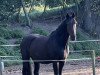 broodmare Renaissance-Fleur (Holsteiner, 2001, from Capo)