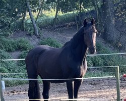 broodmare Renaissance-Fleur (Holsteiner, 2001, from Capo)