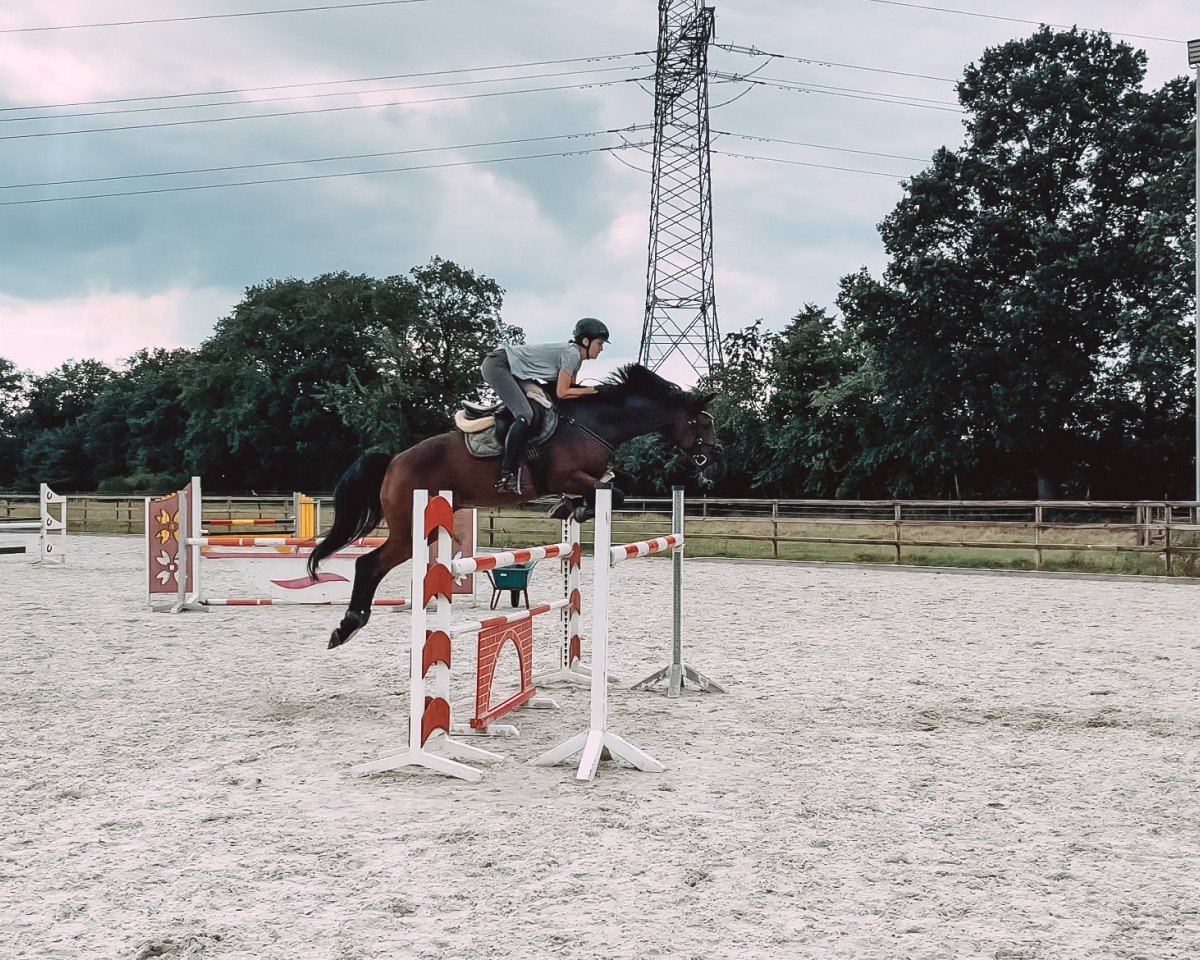 jumper Leandro 193 (Oldenburg show jumper, 2011, from Lordanos)
