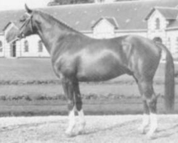 stallion Eden (Selle Français, 1970, from Surioso)