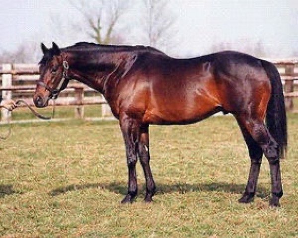 stallion Valanour xx (Thoroughbred, 1992, from Lomond xx)