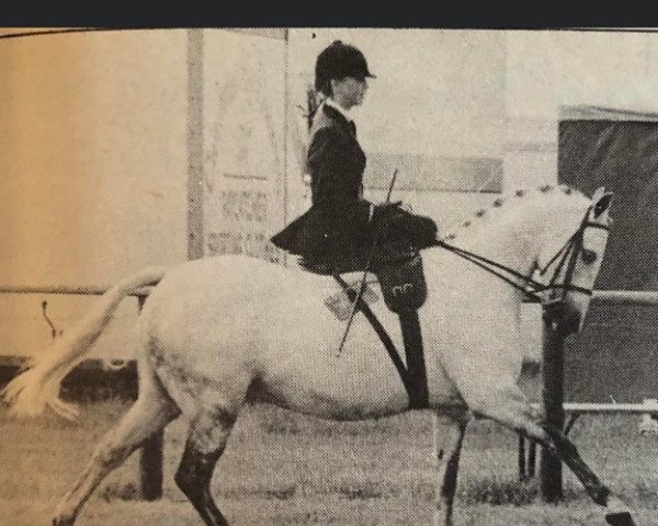 horse Stambrook Portia (Welsh-Pony (Section B), 1976, from Glansevin Melick)