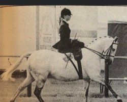 Pferd Stambrook Portia (Welsh Pony (Sek.B), 1976, von Glansevin Melick)