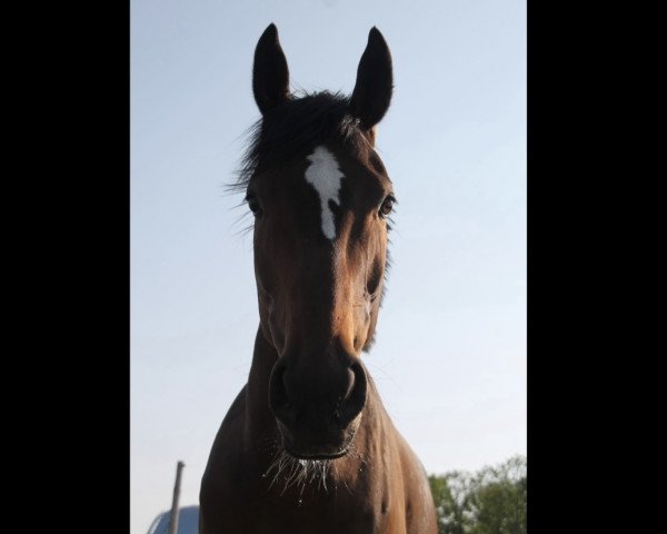 horse Hi Pete (Irish Sport Horse, 2019, from Boswinger)