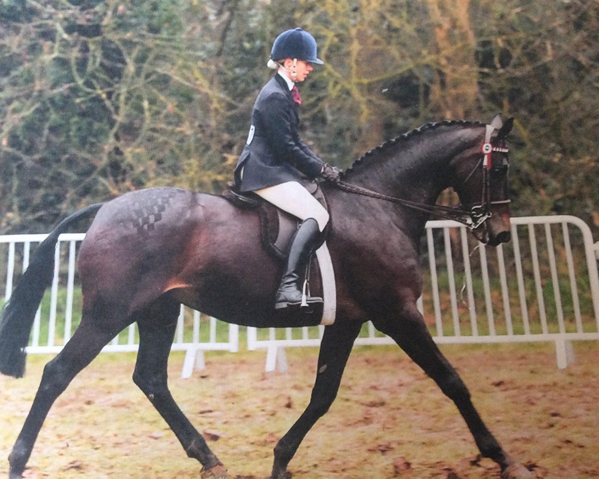 Zuchtstute Fernhill Park (British Sport Horse, 1996)