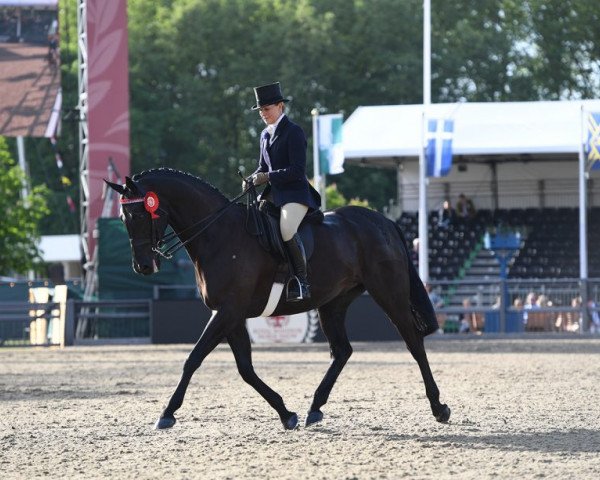 horse Forgeland Hyde Park (British Sport Horse, 2011, from Kilvington Scoundrel)