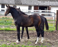 dressage horse Estana GR (Hanoverian, 2023, from Elastic)