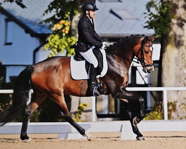 dressage horse Kadans Prins (KWPN (Royal Dutch Sporthorse), 2015, from Gotcha Utopia)