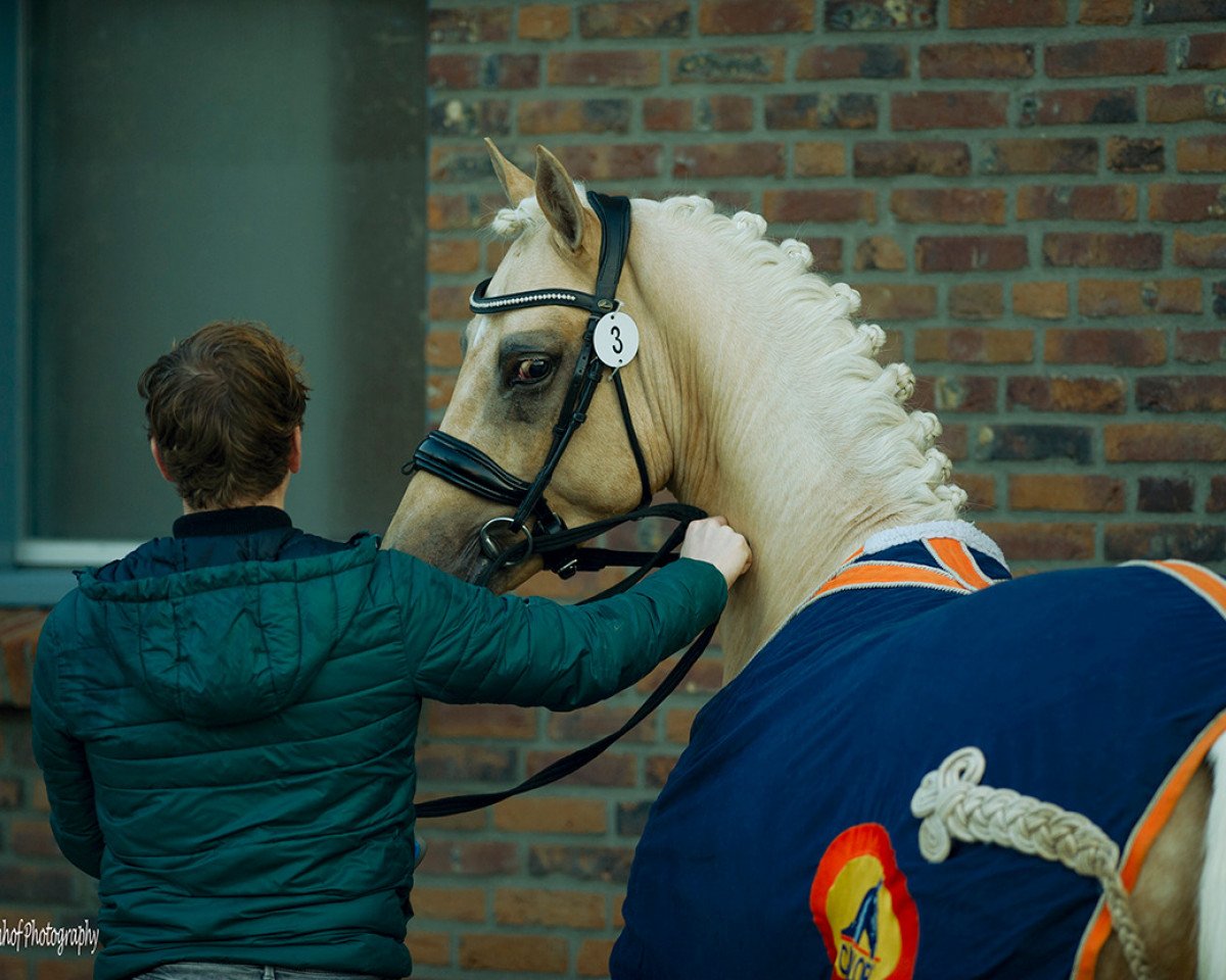 dressage horse Magic Mike Emelwerth (Welsh Partbred,  , from D-Day AT)